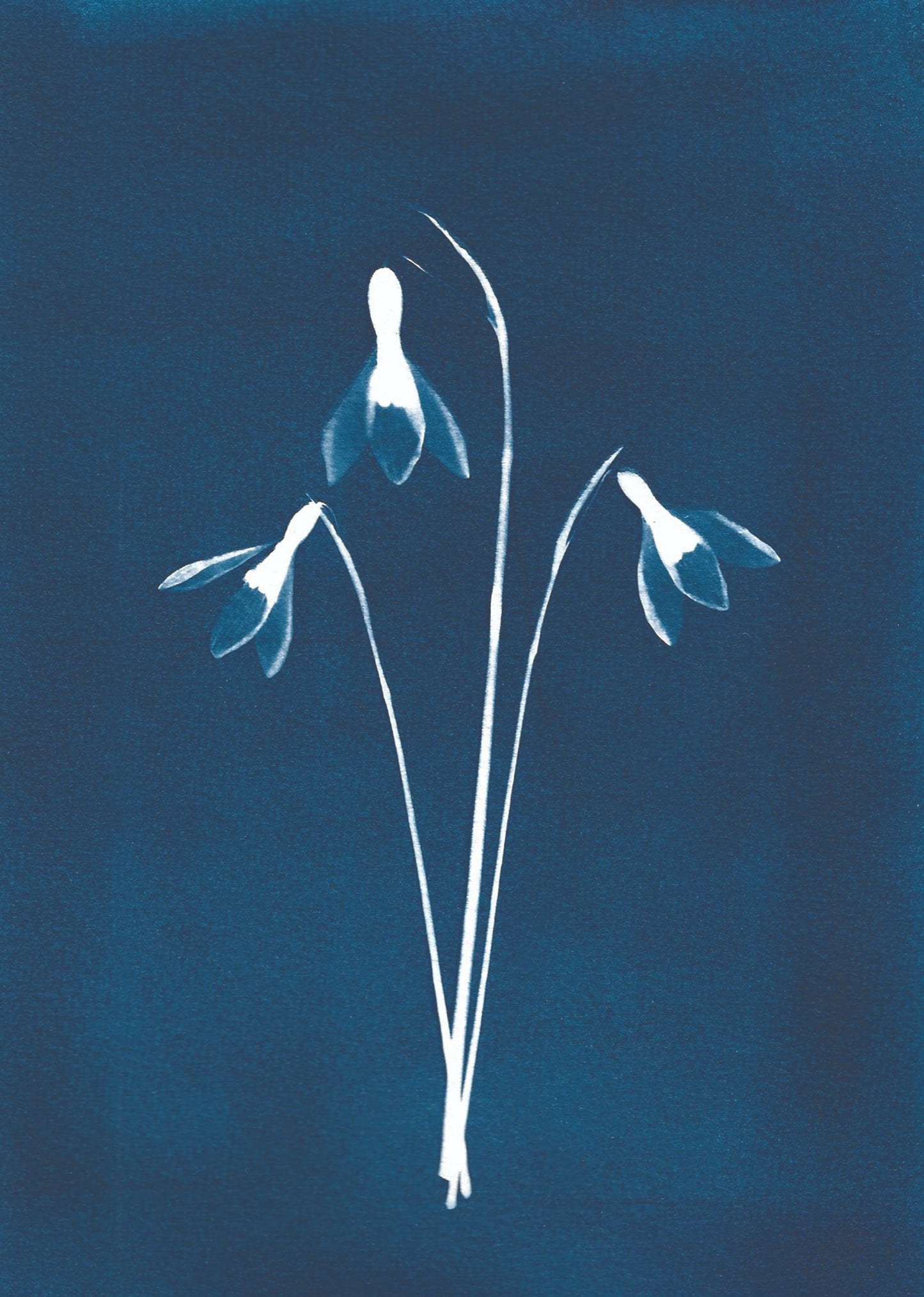 3 Snowdrops