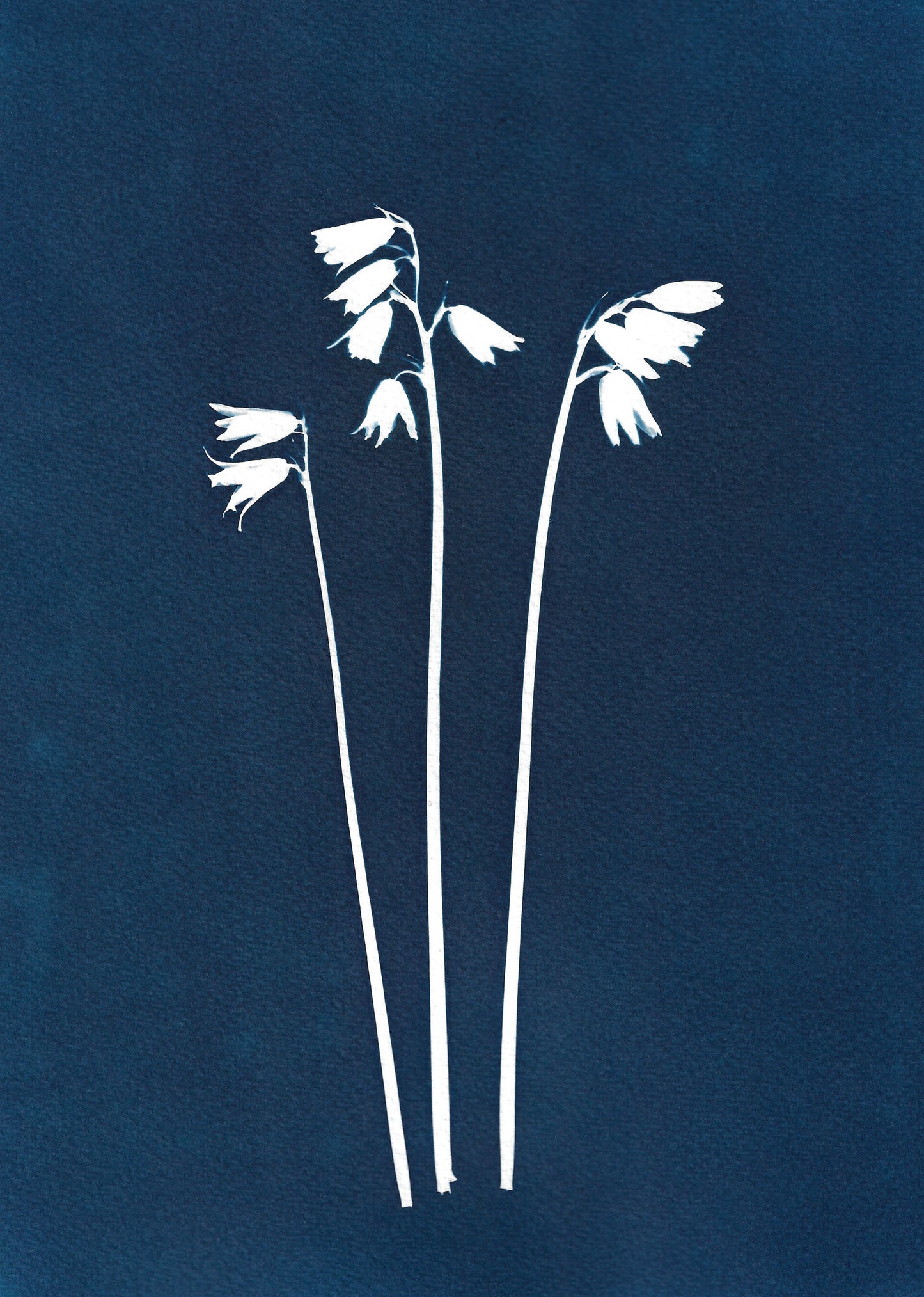 Bluebell