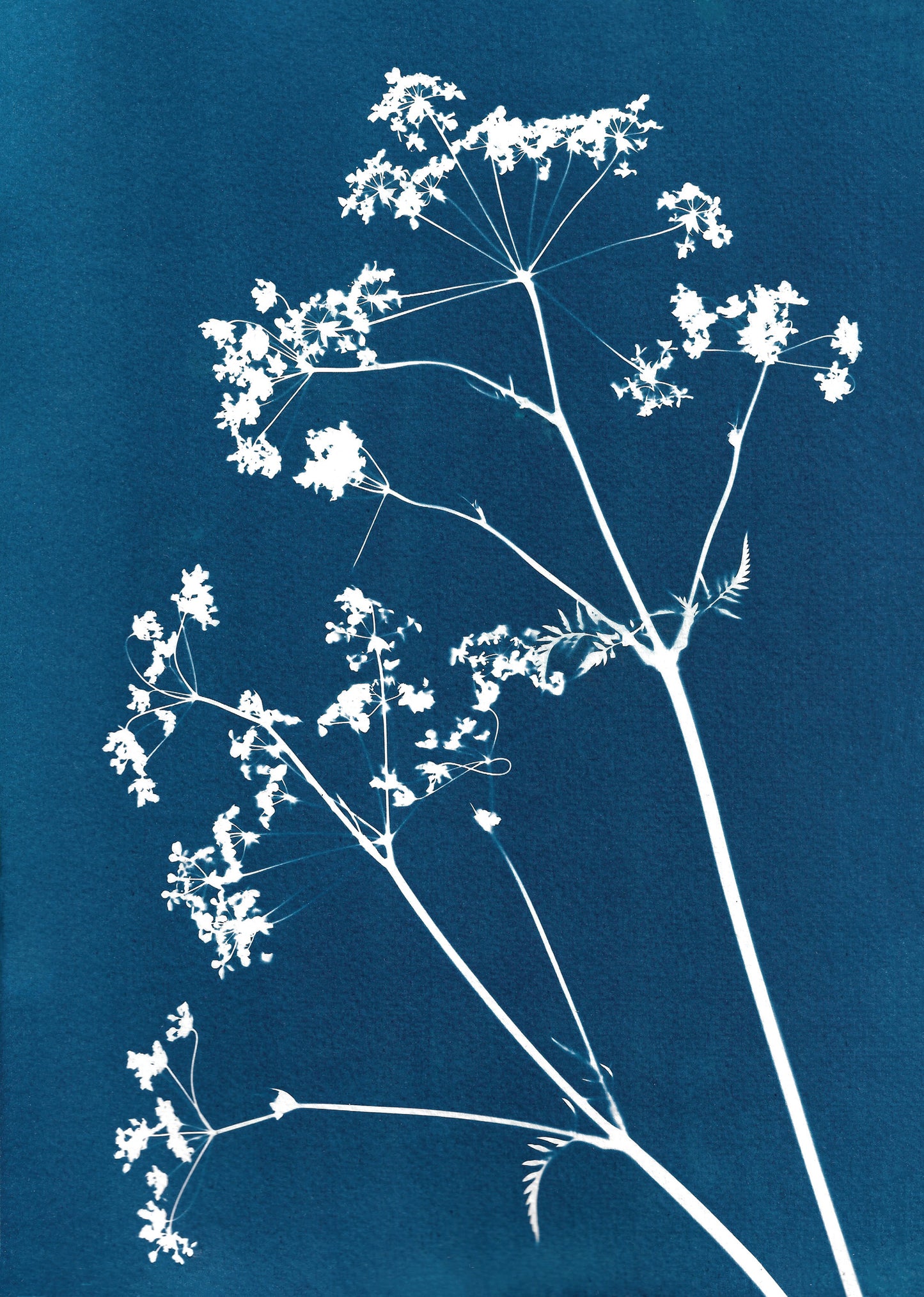 Cow parsley II