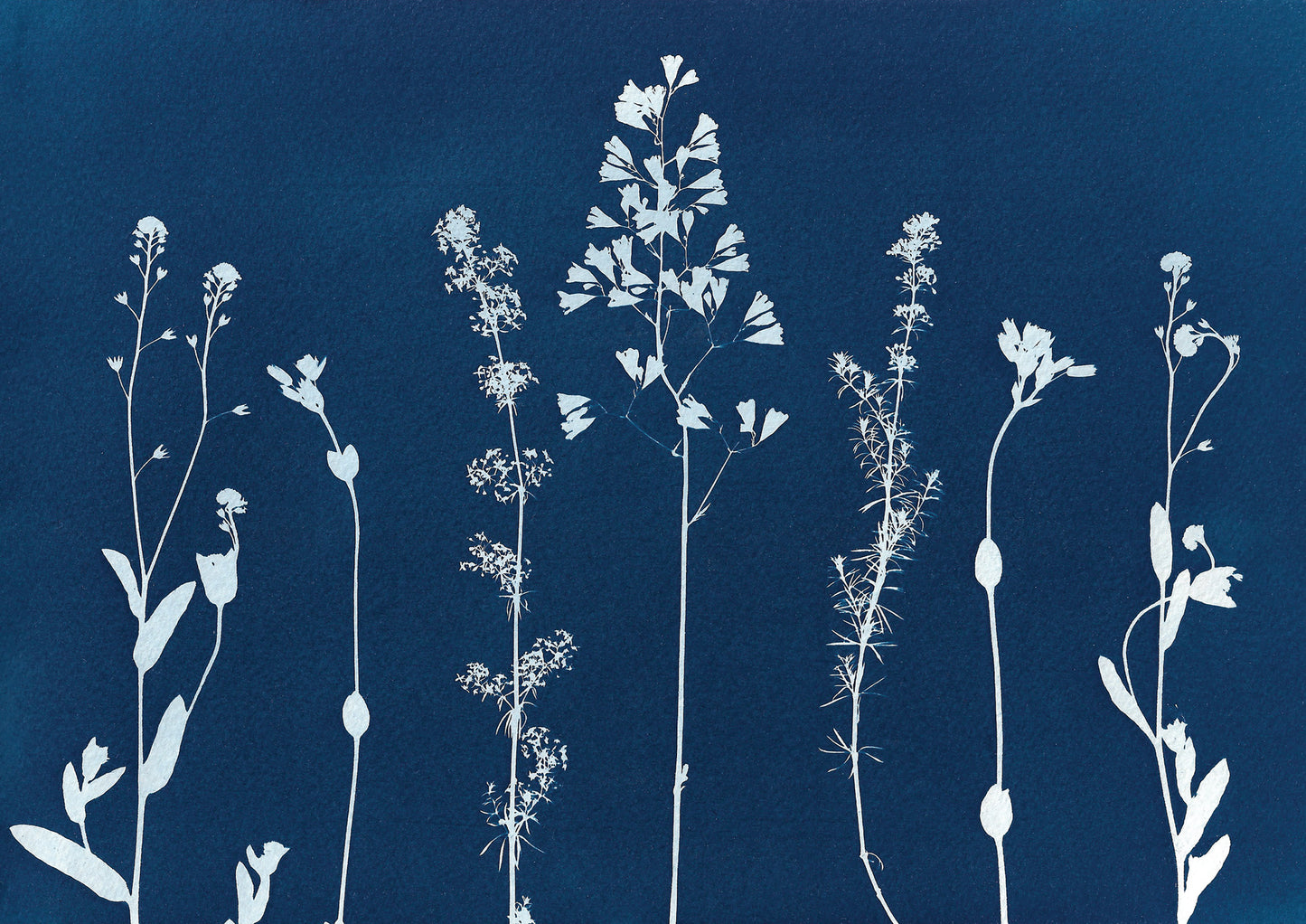 Meadow flowers
