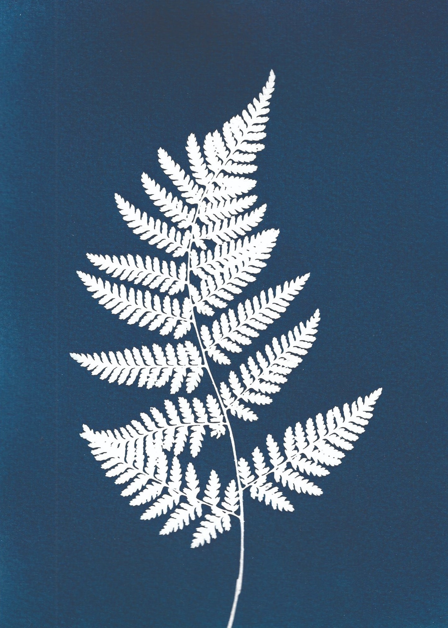 Curly Fern