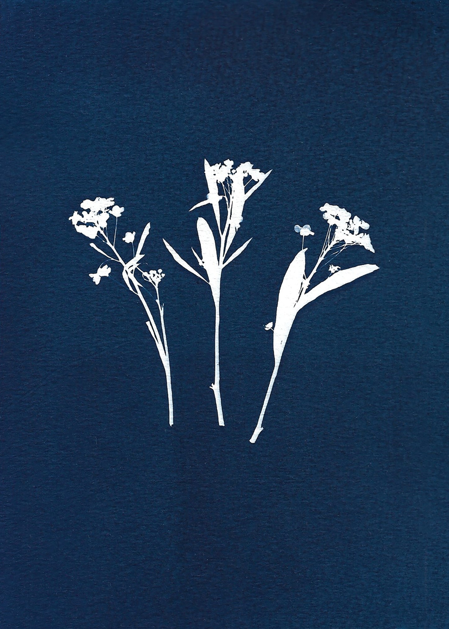 3 Flower stems