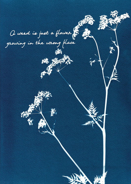 A weed is just a flower growing in the wrong place