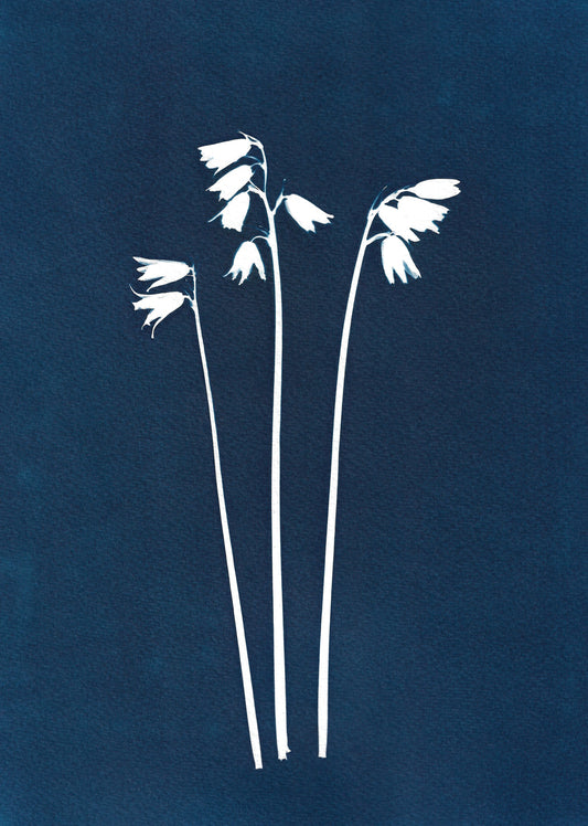 Bluebell