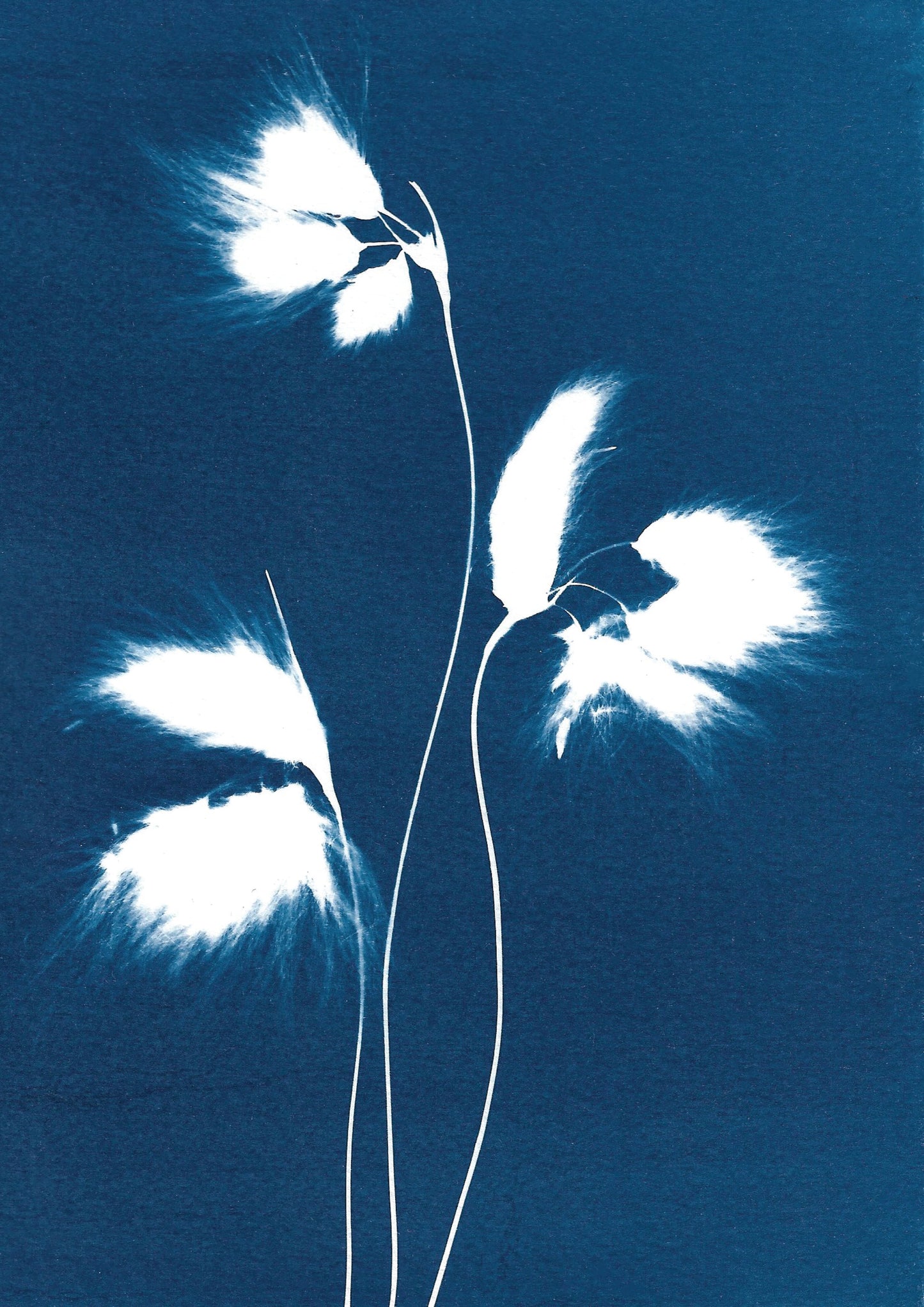 Canach - Bog cotton