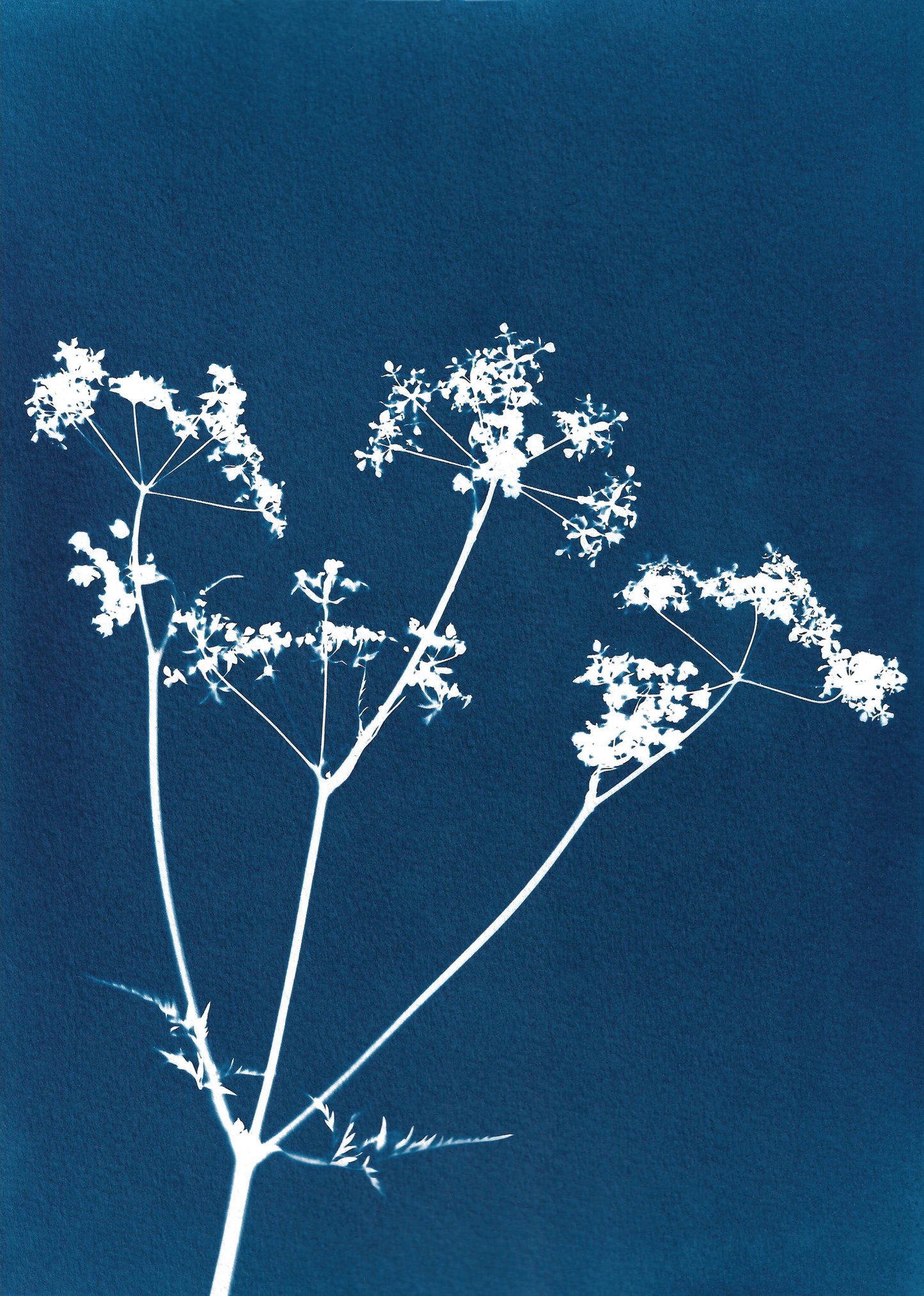 Cow parsley III