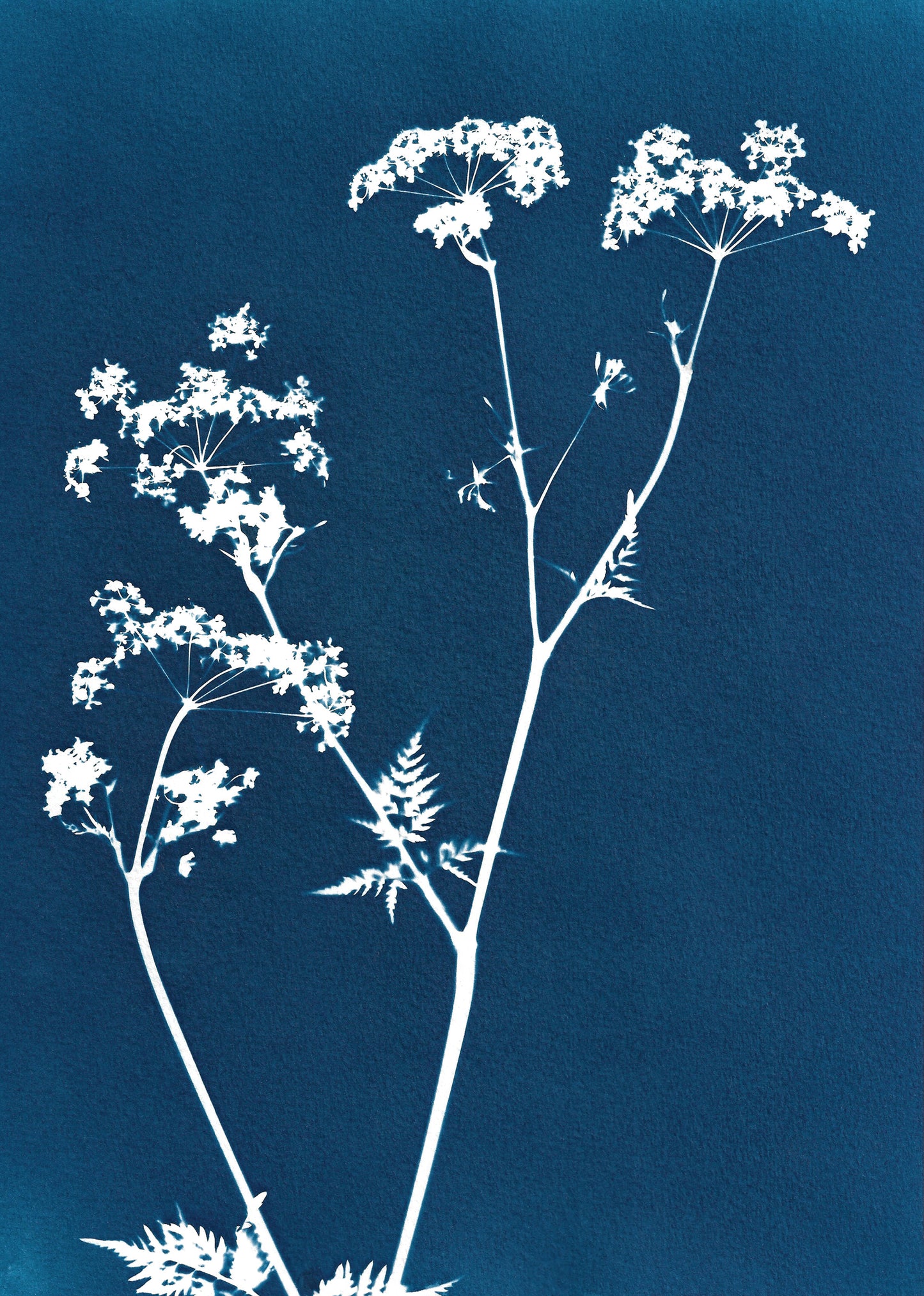 Cow parsley I