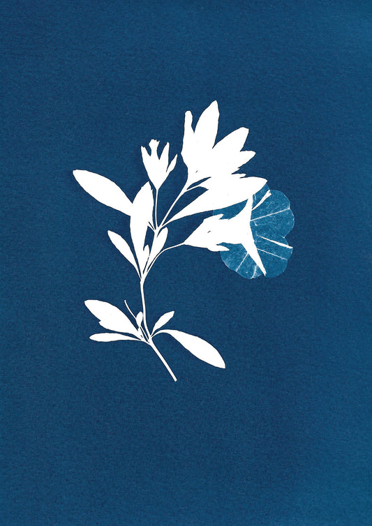 Geranium I