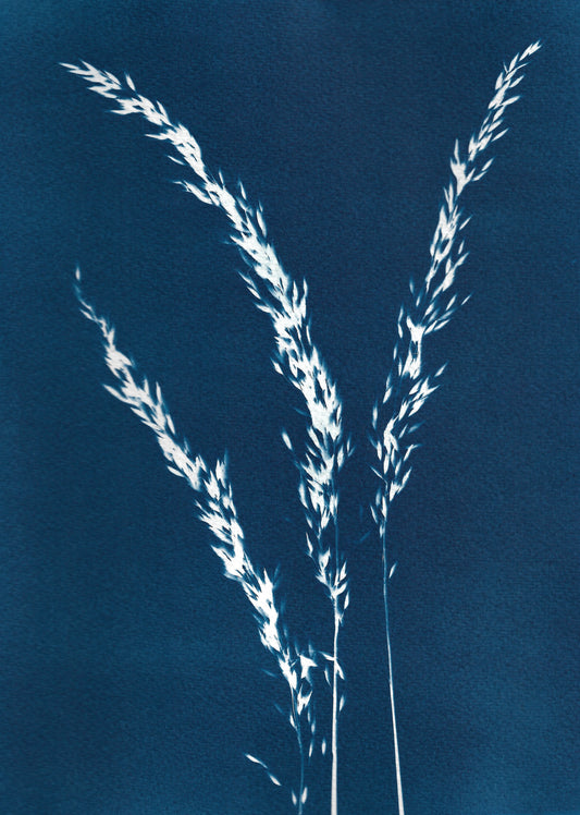 Grasses