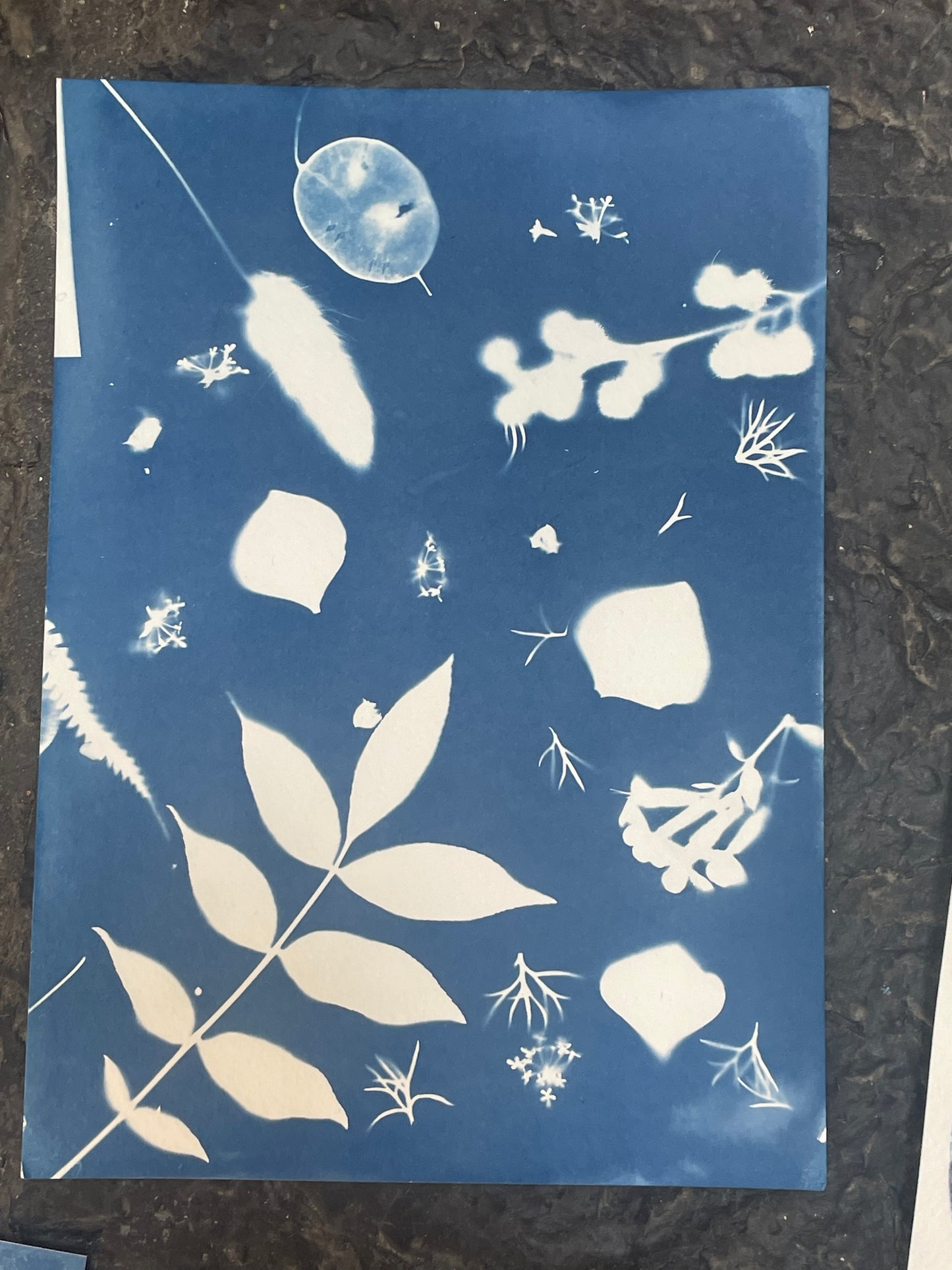 Botanical Printing Workshop