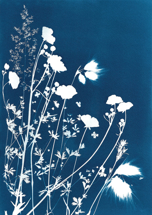 Machair flowers