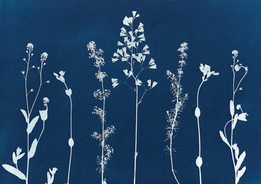 Meadow flowers